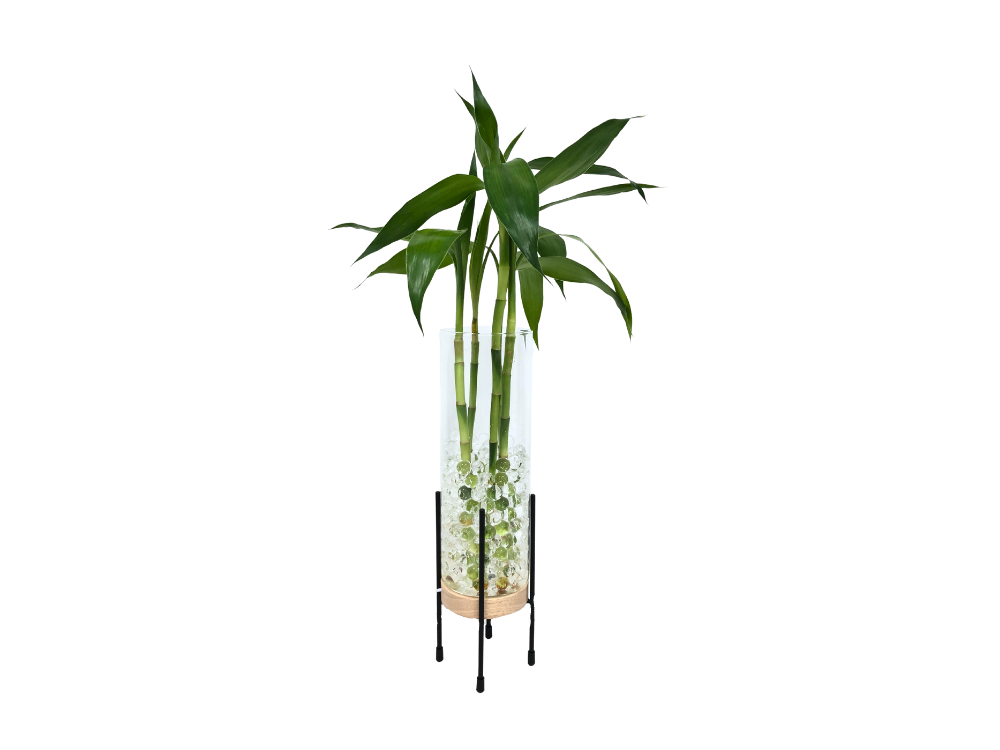 Kit Futuro - Bambu da Sorte com suporte e LED