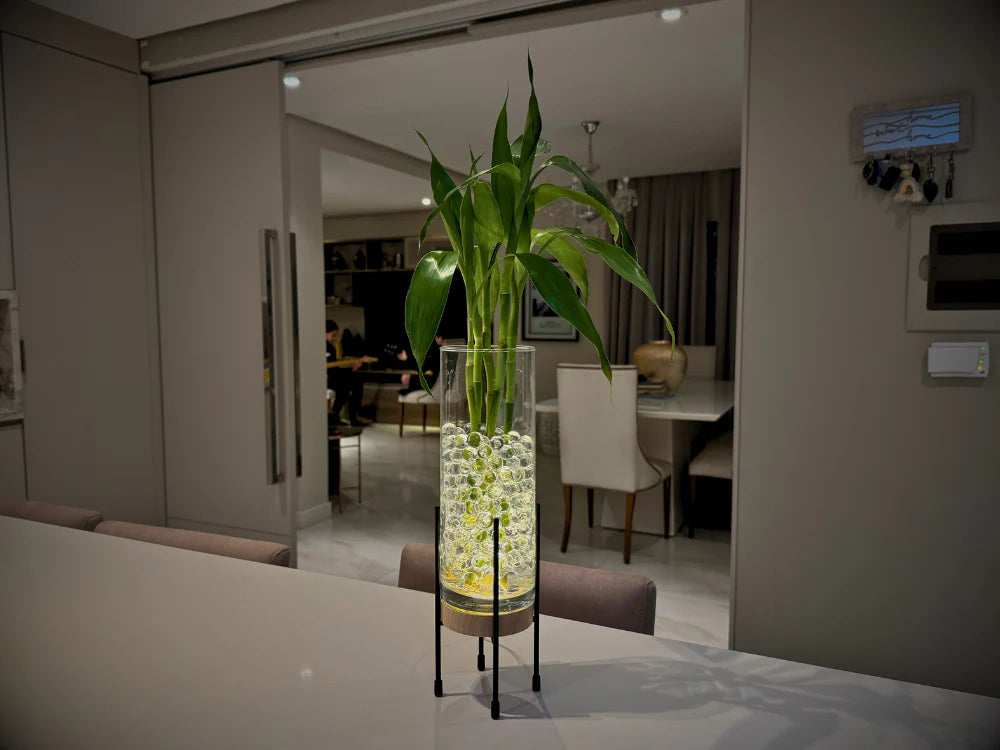 Kit Futuro - Bambu da Sorte com suporte e LED